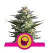 Semi Cannabis Amnesia Haze Femminizzati Marijuana