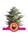 Semi Cannabis Amnesia Haze Femminizzati Marijuana