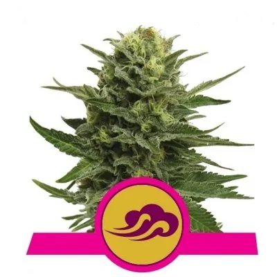 Semi Cannabis Blue Mystic Femminizzati Marijuana