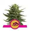 Semi Cannabis Blue Mystic Femminizzati Marijuana
