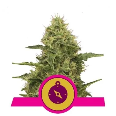 Semi Cannabis Northern Light Femminizzati Marijuana