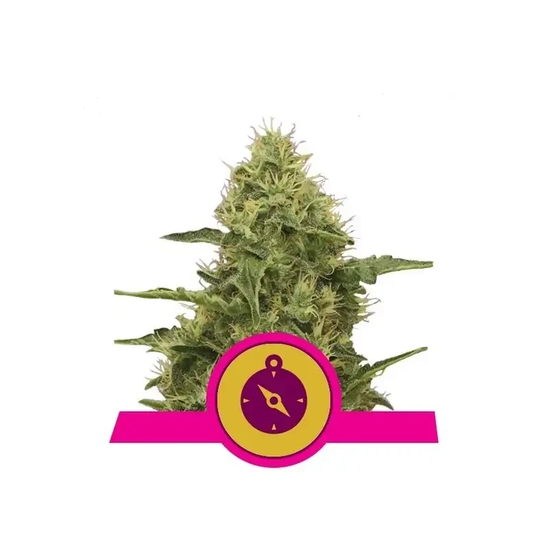 Semi Cannabis Northern Light Femminizzati Marijuana