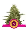 Semi Cannabis Northern Light Femminizzati Marijuana