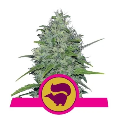 Semi Cannabis Skunk XL Femminizzati Marijuana
