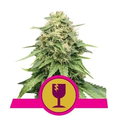 Semi Cannabis Critical Femminizzati Marijuana