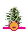 Semi Cannabis Special Kush 1 Femminizzati Marijuana