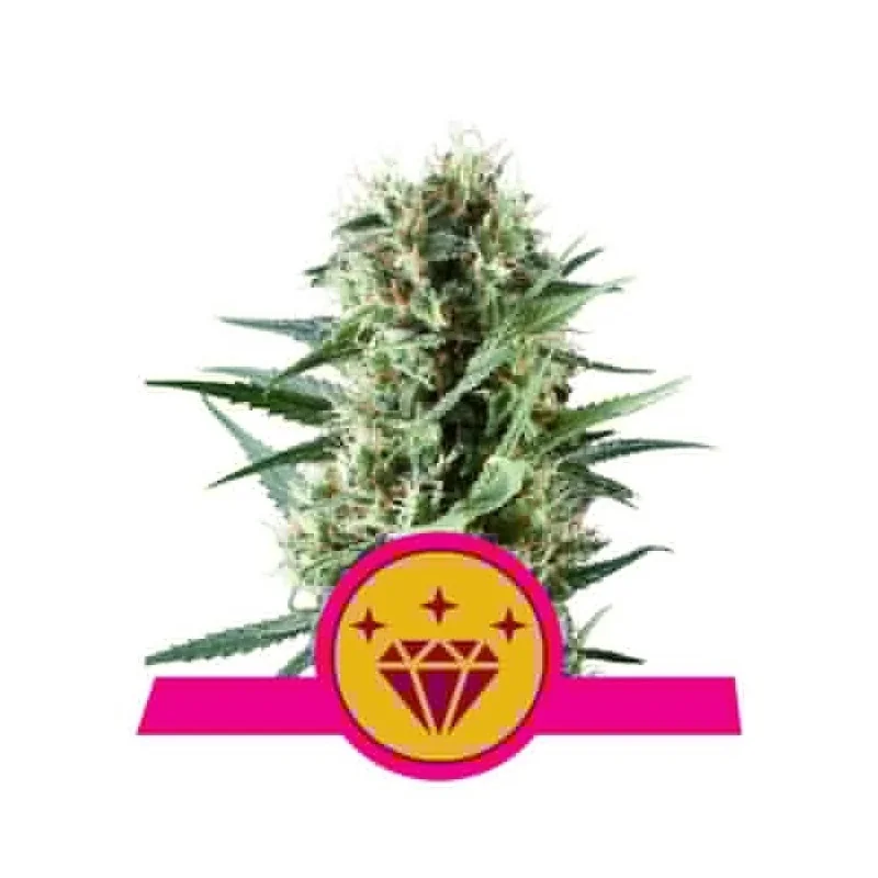 Semi Cannabis Special Kush 1 Femminizzati Marijuana