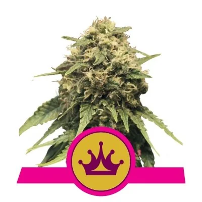 Semi Cannabis Special Queen 1 Femminizzati Marijuana