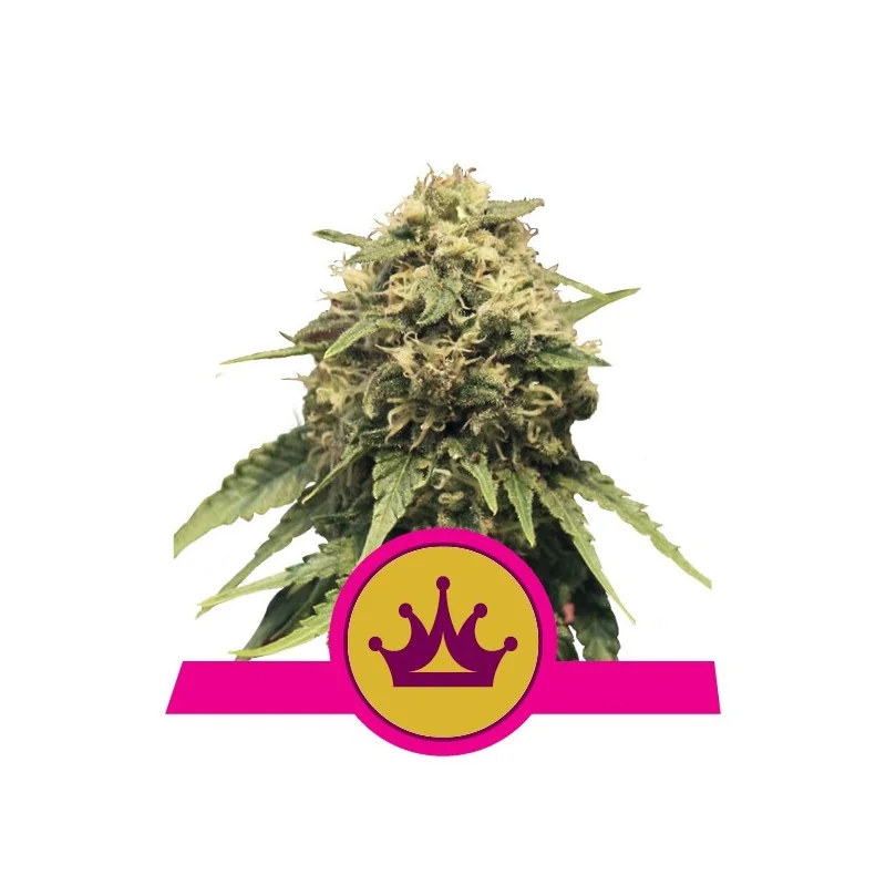 Semi Cannabis Special Queen 1 Femminizzati Marijuana
