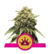 Semi Cannabis Special Queen 1 Femminizzati Marijuana