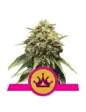 Semi Cannabis Special Queen 1 Femminizzati Marijuana