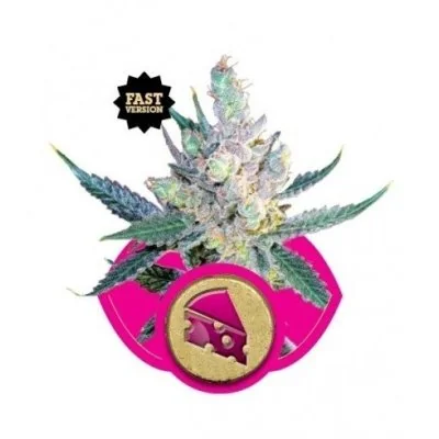 Semi Cannabis Royal Cheese (Fast Flowering) Femminizzati Marijuana