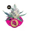 Semi Cannabis Royal Cheese (Fast Flowering) Femminizzati Marijuana