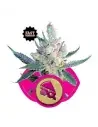 Semi Cannabis Royal Cheese (Fast Flowering) Femminizzati Marijuana