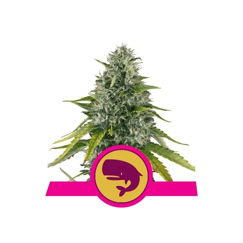Semi Cannabis Royal Moby Femminizzati Marijuana