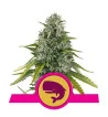 Semi Cannabis Royal Moby Femminizzati Marijuana