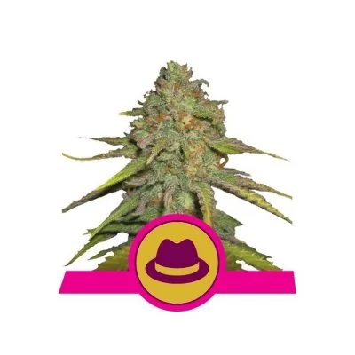 Semi Cannabis OG Kush Femminizzati Marijuana