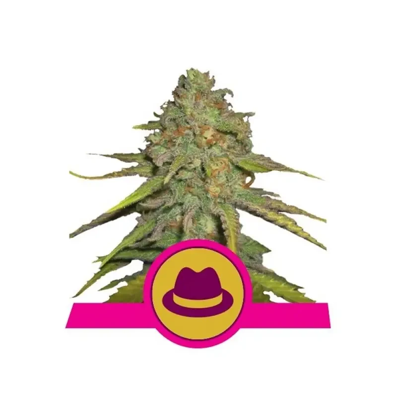 Semi Cannabis OG Kush Femminizzati Marijuana