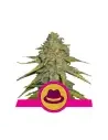 Semi Cannabis OG Kush Femminizzati Marijuana