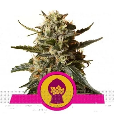 Semi Cannabis Bubblegum XL Femminizzati Marijuana