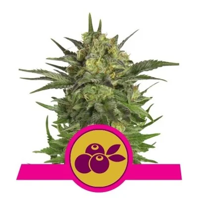 Semi Cannabis Haze Berry Femminizzati Marijuana
