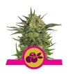 Semi Cannabis Haze Berry Femminizzati Marijuana