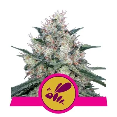 Semi Cannabis Honey Cream Femminizzati Marijuana