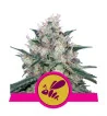 Semi Cannabis Honey Cream Femminizzati Marijuana