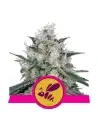 Semi Cannabis Honey Cream Femminizzati Marijuana