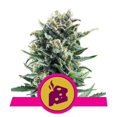 Semi Cannabis Blue Cheese Femminizzati Marijuana