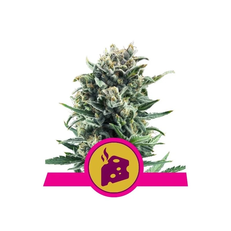 Semi Cannabis Blue Cheese Femminizzati Marijuana