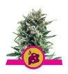 Semi Cannabis Blue Cheese Femminizzati Marijuana