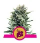 Semi Cannabis Blue Cheese Femminizzati Marijuana