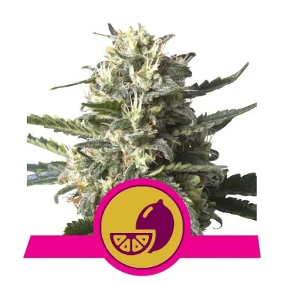Semi Cannabis Lemon Shining Silver Haze Femminizzati Marijuana