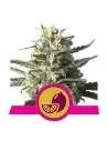 Semi Cannabis Lemon Shining Silver Haze Femminizzati Marijuana
