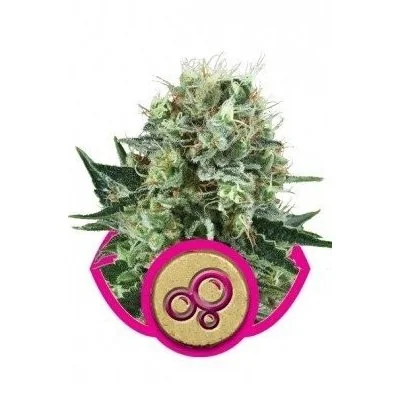 Semi Cannabis Bubble Kush Femminizzati Marijuana