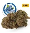 Blueberry® CBD 26% Blueberry® CBD 26%