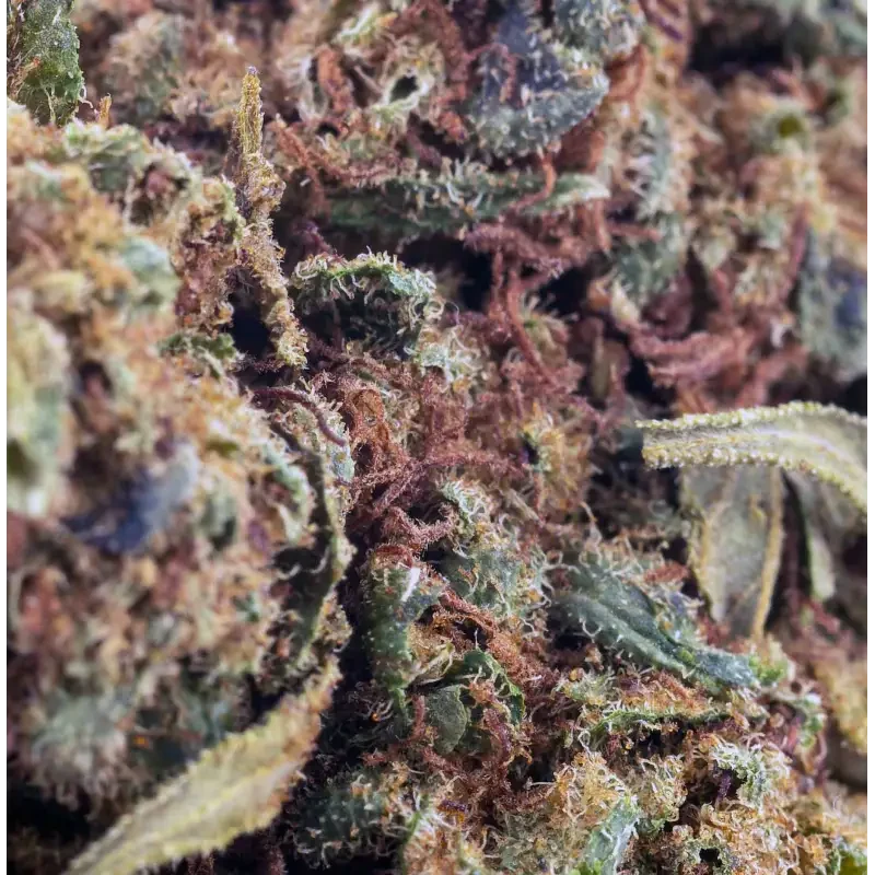 Royal Jack® CBD 28%