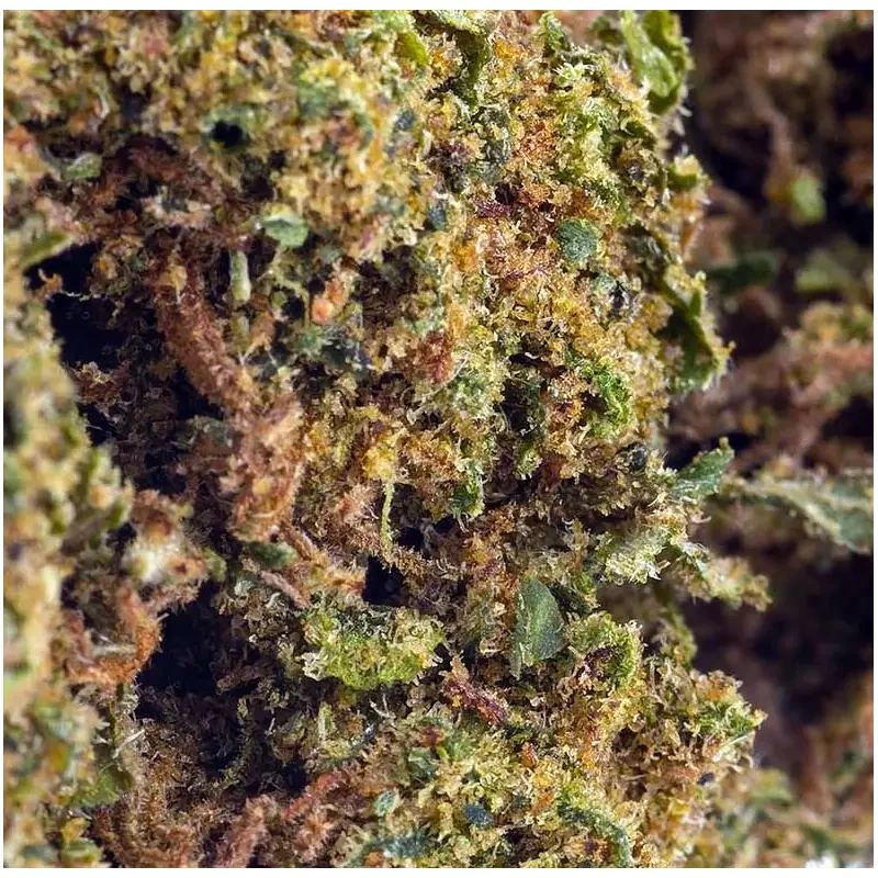 Royal Cheese® CBD 30%