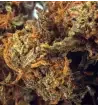 Purple Haze® CBD 28%