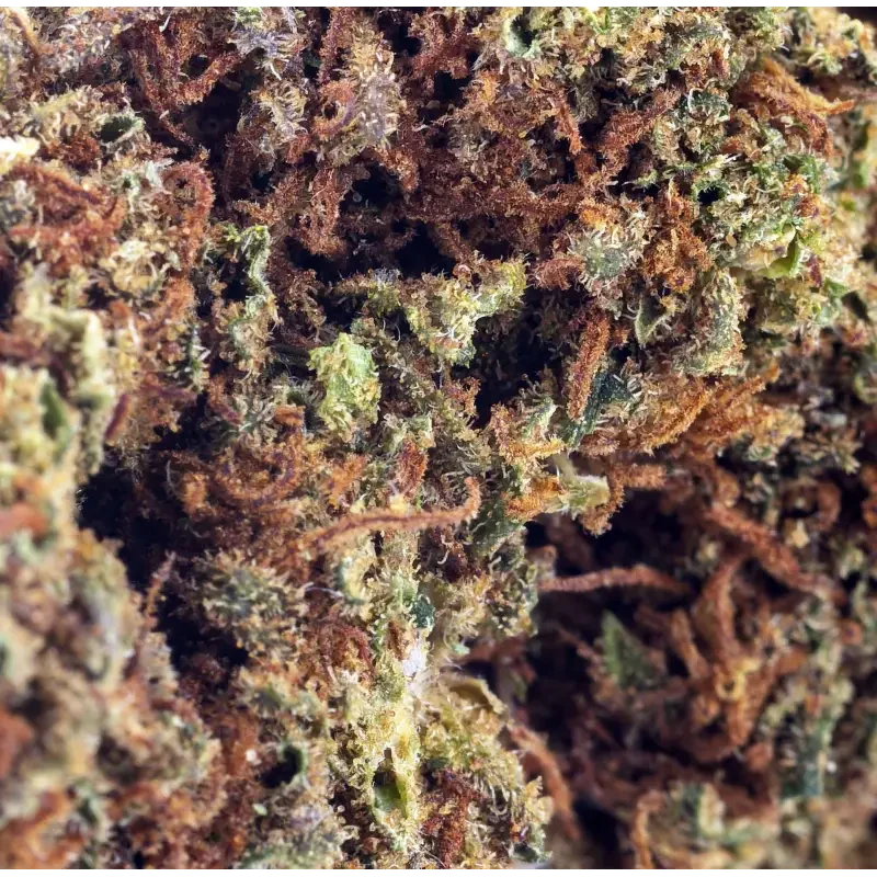 Orange Bud® CBD 24%