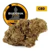 Buddha Kush® CBD 20%