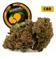 Mango Kush® CBD 26%