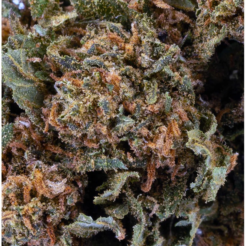 Mango Kush® CBD 26%