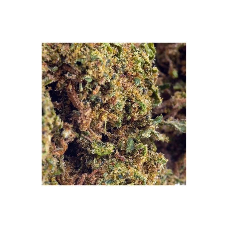 Sfuso Cannabis Canapa light Tipo 1