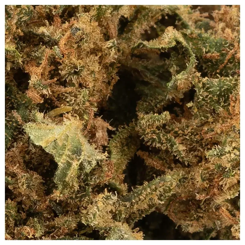 Sfuso Cannabis Canapa light Tipo 6