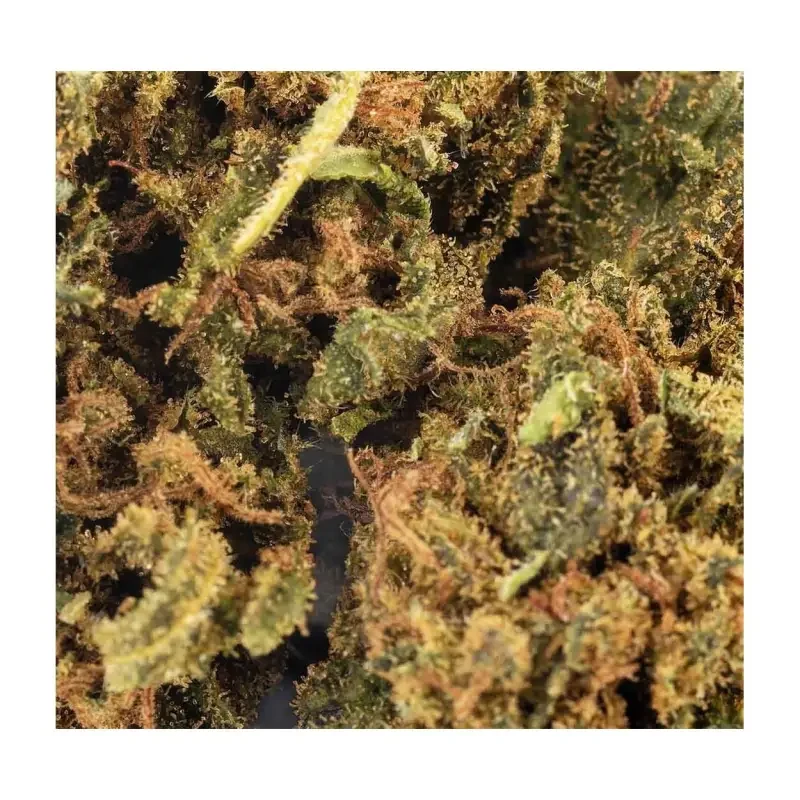 Sfuso Cannabis Canapa light Tipo 9