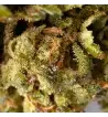 California Haze® 10-OH-HHC California Haze® 10-OH-HHC