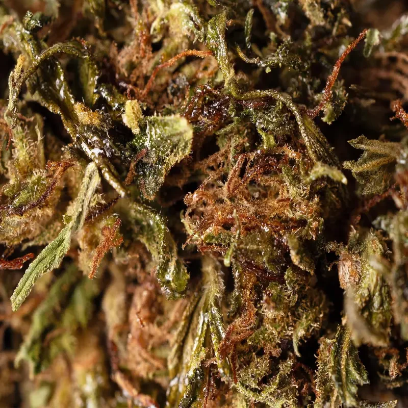 Bubblegum® 10-OH-HHC