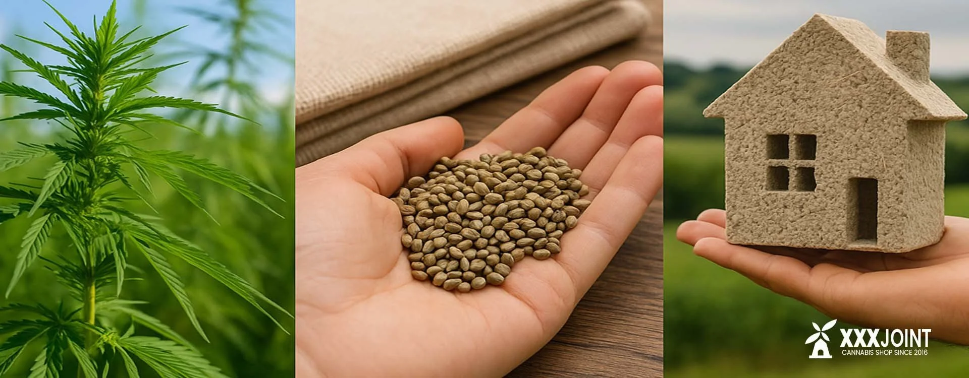 Canapa industriale: alimentare, tessile e bioedile